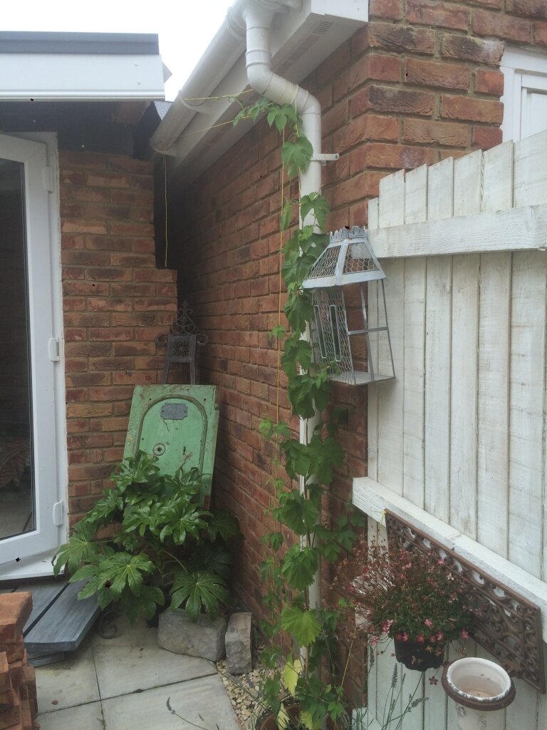 Bob BillingtonChrisHop1